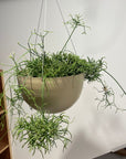 Rhipsalis Prismatica リプサリス プリスマティカ