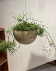 Rhipsalis Prismatica リプサリス プリスマティカ