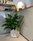 Spathiphyllum Merry スパティフィラム・メリー