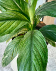 Spathiphyllum Variegata スパティフィラム センセーション バリエガータ Size 4