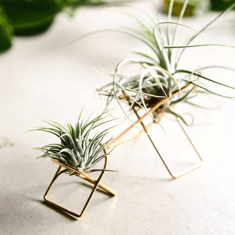 Arc Tillandsia Stand Ivy Muse air plant brass