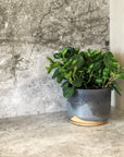 Midnight Sky Planter by Leaf & Thread　ミッドナイトスカイ プランター