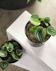 Watermelon Peperomia ウォーターメロンペペロミア（スイカ ペペ）