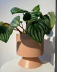 Watermelon Peperomia ウォーターメロンペペロミア（スイカ ペペ）