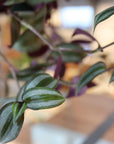 Tradescantia zebrina トラディスカンチア･ゼブリナ