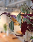 Tradescantia zebrina トラディスカンチア･ゼブリナ