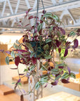 Tradescantia zebrina トラディスカンチア･ゼブリナ