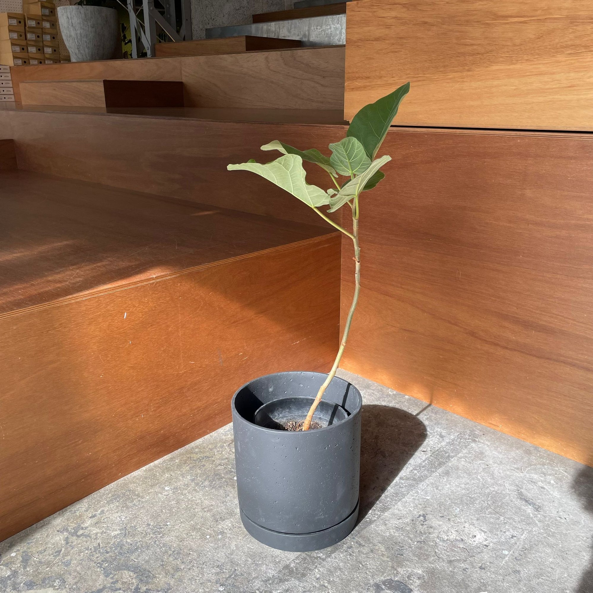 Speckle Planter with saucer  スペックルプランター ソーサー付