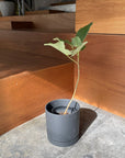 Speckle Planter with saucer  スペックルプランター ソーサー付