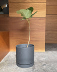 Speckle Planter with saucer  スペックルプランター ソーサー付