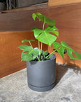 Speckle Planter with saucer  スペックルプランター ソーサー付