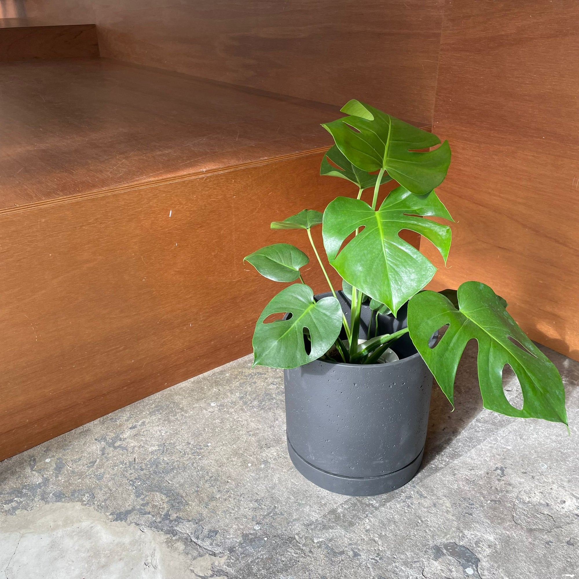 Speckle Planter with saucer  スペックルプランター ソーサー付