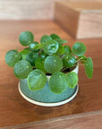 Pilea Peperomioides/Chinese Money Plant ピレア・ペペロミオイデス