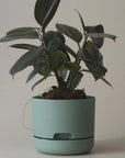 170mm Self Watering Planter  by Mr Kitly ミスターキトリー プランター