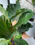 Fiddle Leaf Fig フィドル リーフ フィグ (カシワバゴムノキ)