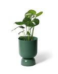 Goblet Planter Small By Lightly ゴブレットプランター S