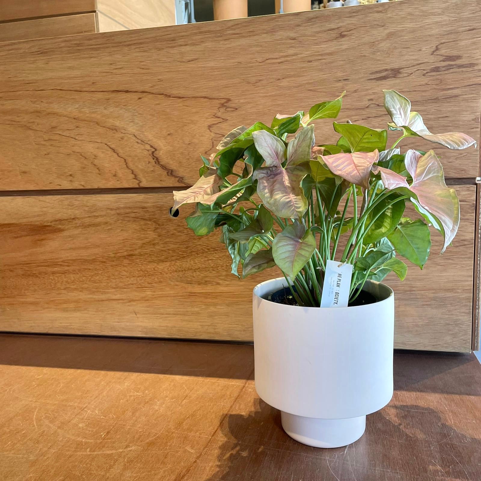 Syngonium podophyllum ・Neon シンゴニウム ･ ネオン