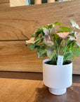 Syngonium podophyllum ・Neon シンゴニウム ･ ネオン