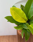 Philodendron 'Imperial Gold' フィロデンドロン インペリアルゴールド Size 5