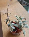 Mini Succulent Assorted 多肉植物ベイビー アソート