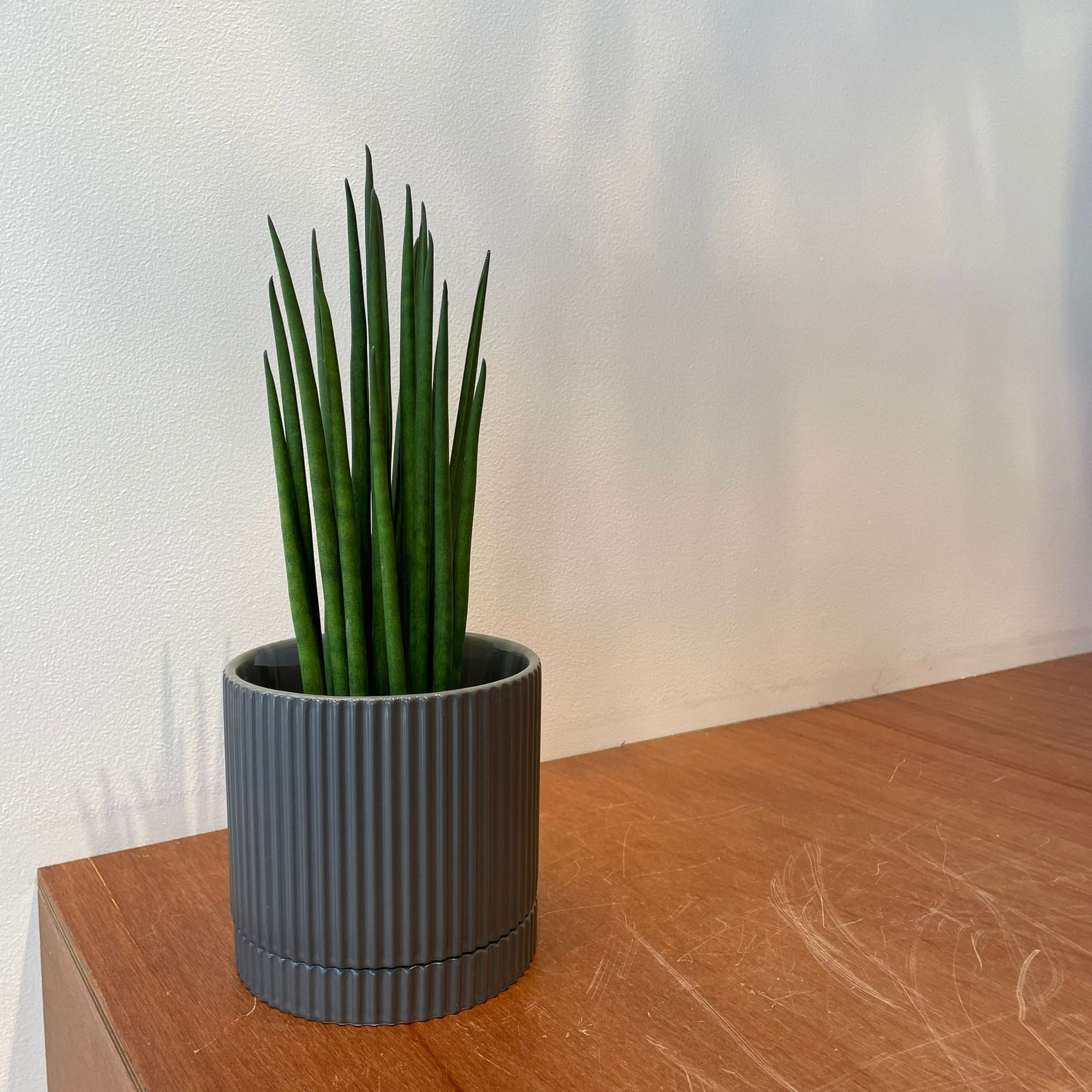 Snake Plant (Sansevieria bacularis) サンスベリア パキュラリス