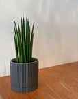 Snake Plant (Sansevieria bacularis) サンスベリア パキュラリス