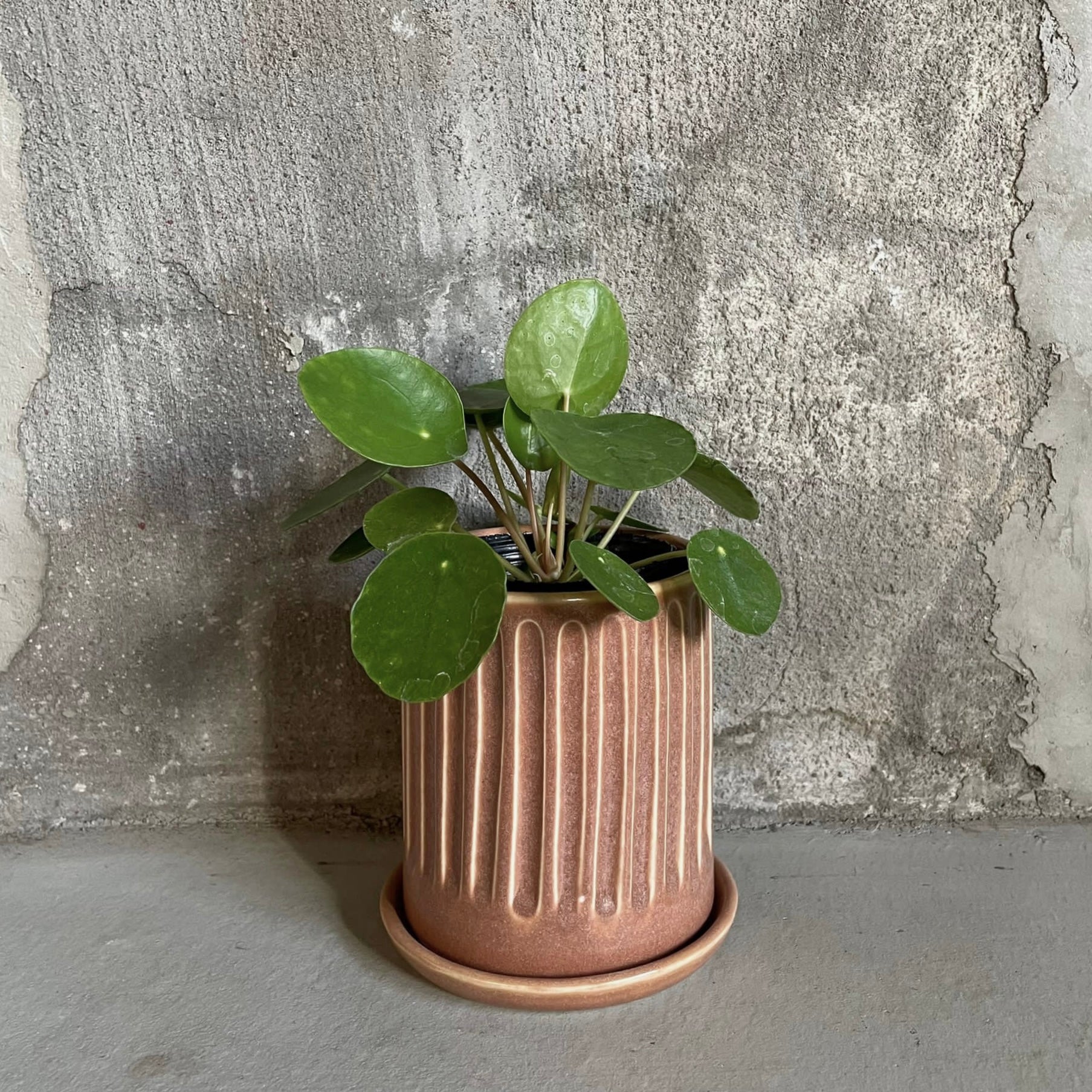 Pilea Peperomioides/Chinese Money Plant ピレア・ペペロミオイデス