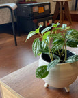 Pilea cadierei ピレア カディエレイ