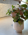 Syngonium podophyllum ・Neon シンゴニウム ･ ネオン