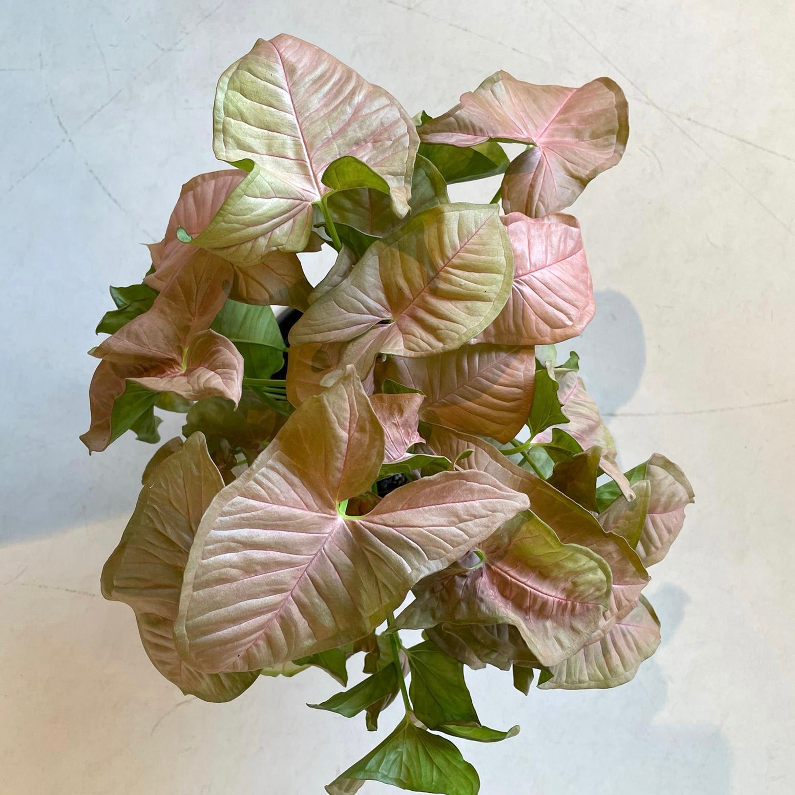 Syngonium podophyllum ・Neon シンゴニウム ･ ネオン