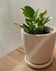 Pothos Enjoy ポトス エンジョイ Size 3