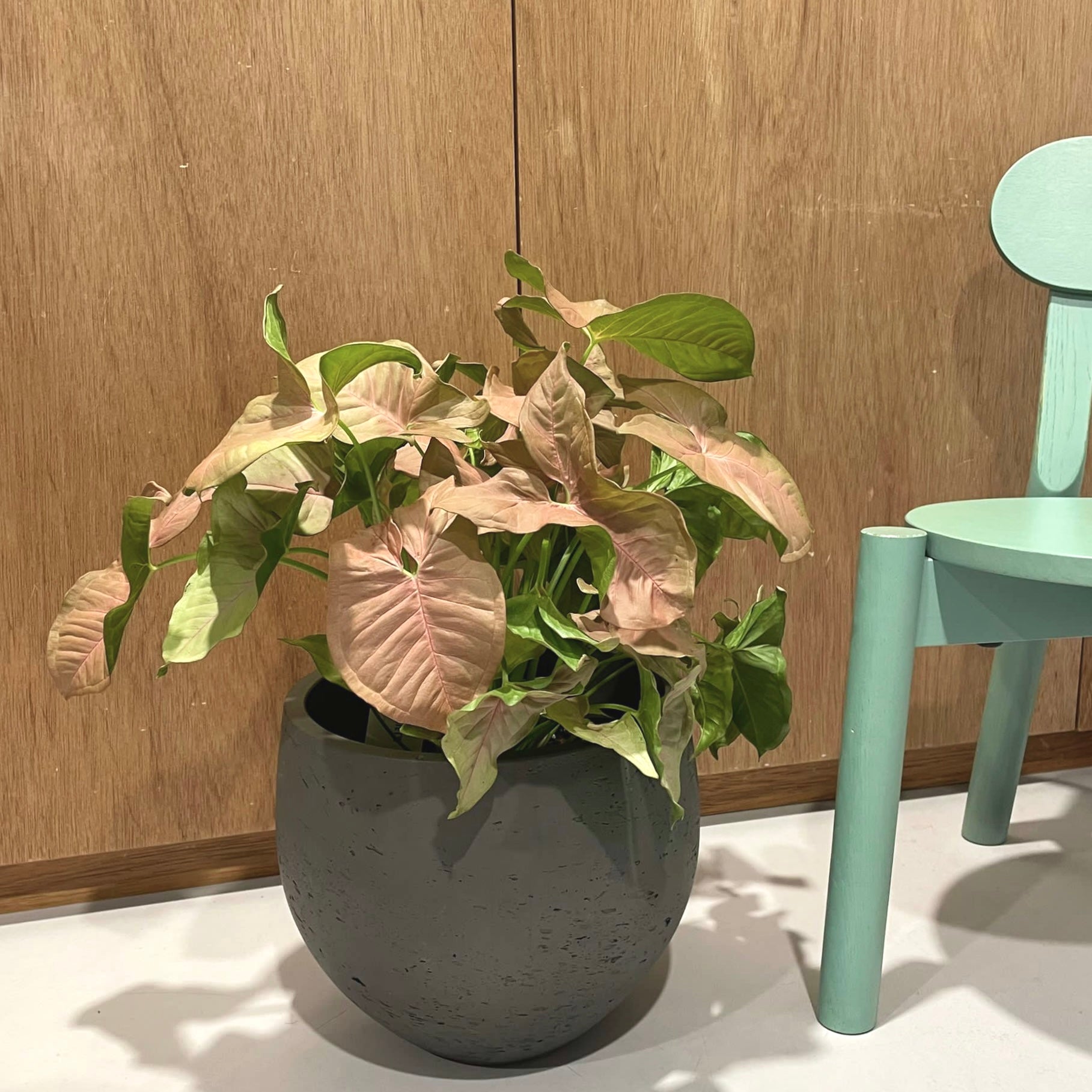 Syngonium podophyllum ・Neon シンゴニウム ･ ネオン
